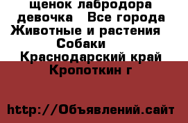 щенок лабродора девочка - Все города Животные и растения » Собаки   . Краснодарский край,Кропоткин г.